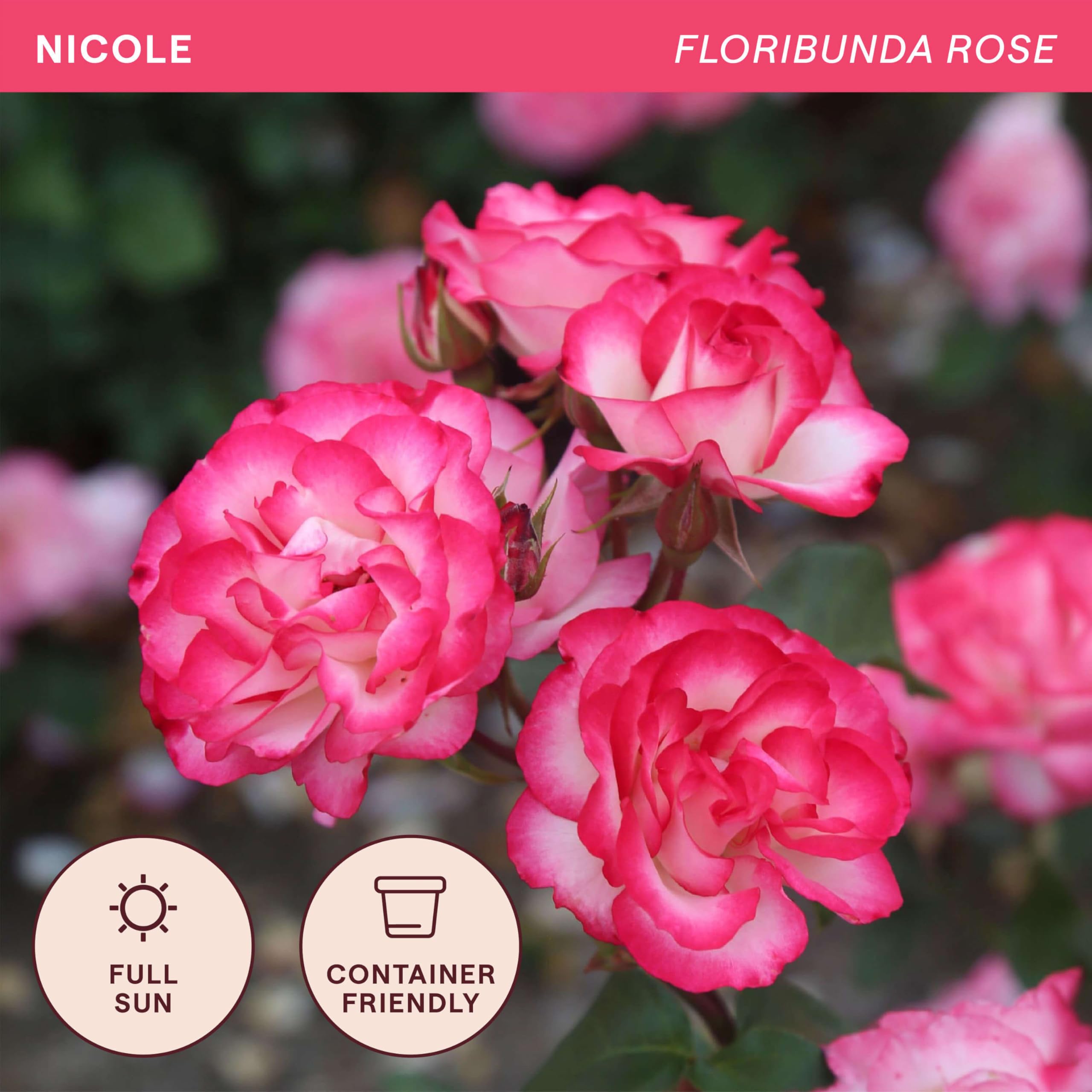 Amazon.com : Heirloom Floribunda Roses, Live Own Root Plant for